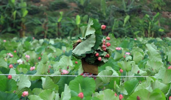 L’artisanat de production du thé parfumé au lotus, patrimoine culturel immatériel national